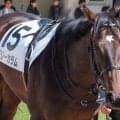 半兄は今年の中山金杯覇者 ギリーカラムがダートでガラリ一変なるか