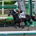 【京都HJ予想】名物障害コースに実力馬集う 三段跳び攻略が焦点