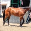 【ヴィクトリアＭ】ワイドラトゥールは中１週での長距離輸送もクリア　陣営「武史騎手が上手く乗ってくれると思う」