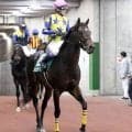 【新潟大賞典】まさかの最下位１５着...武豊騎手騎乗のキタサンブラック半弟シュガークンは２年ぶり実戦も復活ならず