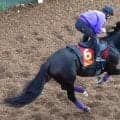 【ヴィクトリアＭ・土曜気配】２５年オークス馬のカムニャックは無事に輸送をクリア　陣営「去年と同じような感じ」