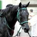 六社Ｓで１番人気１４着のトリプルコークはレース中に鼻出血を発症　サンデーサラブレッドクラブが発表