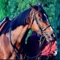 【ヴィクトリアＭ・土曜気配】エリザベス女王杯２着のパラディレーヌが東京競馬場に到着　陣営「体調面で不安はない」