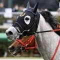 【鞍馬S】フェアリーS覇者、イフェイオンが予後不良