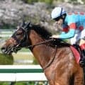 【ヴィクトリアマイル・馬体重】エンブロイダリーは492kg(-4)、カムニャックは492kg(-6)