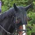 【ヴィクトリアＭ】川田将雅騎手騎乗のカムニャックは２着　樫以来のＧ１・２勝目ならず
