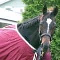 【ヴィクトリアＭ】重賞３勝馬で３番人気のクイーンズウォークは３着　またもＧ１タイトル届かず