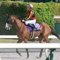 【ヴィクトリアＭ】２４年２冠牝馬チェルヴィニアは１６着大敗　レーン騎手はＮＨＫマイルＣに続くＧ１連勝ならず