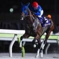 【平安S想定騎手】ナルカミは戸崎圭太騎手、ロードクロンヌは横山和生騎手