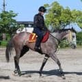 【オークス】桜花賞最下位から巻き返しを誓うロンギングセリーヌ　竹内調教師「この馬のリズムで競馬しやすい」