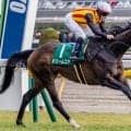 歴代最多タイのオークス5勝目へ C.ルメール騎手がドリームコアで参戦だ