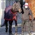 【平安Ｓ】ロードクロンヌ、帝王賞へ負けられない一戦「グッと変わる」