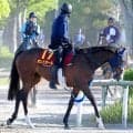 【注目馬動向】ヴィクトリアマイル１１着のボンドガールは放牧へ　夏に一戦挟むか検討　手塚貴久調教師「いい競馬だった」