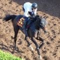 【オークス・追い切り】アランカールが火曜追いを敢行　斉藤崇調教師「あとはどれだけ体のメンテナンスを出来るか」