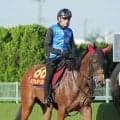 【オークス】スイートピーＳ６着のミツカネベネラは精神面も馬体も成長　鈴木伸尋調教師「雰囲気は満点だね」