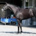 馬体重次第で「オークスでも大いにチャンス」 馬体派記者も推す2戦2勝の惑星馬