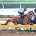 【オークス】最終追いは今村聖奈騎手が志願して騎乗　ジュウリョクピエロは迫力十分「最後、自分が乗って仕上げたい」