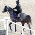 【注目馬動向】「選択肢の一つです」凱旋門賞登録のアドマイヤテラの秋は３択　国内路線に加え、もう一つ目標のレースとは…