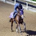 【チャンピオンズ＆チャターＣ】悲願のＧ１制覇へローシャムパークが追い切り　陣営「落ち着いた状態で走れていました」
