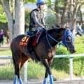 【オークス】フローラＳからの連勝狙うラフターラインズは大外８枠１８番　小笠調教師「偶数なのでよかったです」