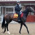 【オークス】ドリームコアは６枠１２番から逆襲へ　陣営はルメール騎手信頼「ジョッキーが判断して乗ってくれると思います」