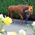 【オークス】１０番枠のスターアニスはクラシックＧ１連勝中の松山弘平騎手に全権委任　高野調教師「ジョッキーに任せます」