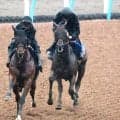 【目黒記念・１週前】ウィクトルウェルスは重賞初制覇へ向け視界良好　宮田調教師「メリハリが利いていた」