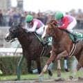 ペイシャエス引退…美浦トレセンで乗馬へ