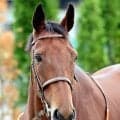 ２５年関屋記念を制したカナテープが競走馬登録を抹消　今後は坂東牧場で繁殖牝馬になる予定