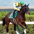 【平安Ｓ】当レース最多勝男・川田将雅騎手のタイトニットは３着　最後方から猛然と追い込むも届かず