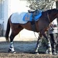 【目黒記念・三戸の特注馬】ダービーウィークに完全復活へ　２３年日本ダービー３着のハーツコンチェルトが重賞初タイトルを狙う