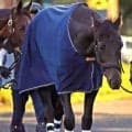 【目黒記念・山下の特注馬】Ｇ１馬の母を持つミラージュナイトが重賞初Ｖを決める