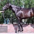 【松山康久元調教師のダービー馬体診断】ジャスティンビスタは８・０点 　黒鹿毛の馬体は雄大ですが、洗練されています