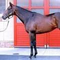【松山康久元調教師のダービー馬体診断】パントルナイーフは９・０点　ボリュームのある見事な体形　大きく賢そうな黒い瞳