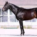 【松山康久元調教師のダービー馬体診断】アルトラムス８・０点　後肢についた筋肉はボリュームがあり、高い出力を備えています