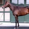 【松山康久元調教師のダービー馬体診断】ライヒスアドラーは９・５点　名馬に多い左後一白　胸囲があり心肺機能も高い