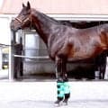 【松山康久元調教師のダービー馬体診断】ロブチェンはナンバーワンの１０点満点　凜とした表情　良質な筋肉　強い体幹
