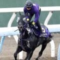 【安田記念】トロヴァトーレは重賞連勝で勢い十分　鹿戸調教師「前走は思っていたよりも強い競馬」