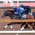 【安田記念】おぱんち×東京マイル×ダービージョッキー＝勝利！　「１６００メートルを走れるように丁寧に...」パンジャタワー陣営は自信
