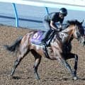 【安田記念】芝初挑戦のルクソールカフェは坂路で調整　堀調教師「遠征の疲れはなく、いい状態です」