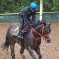 【安田記念】“絆”の力でＧ１頂く　藤懸貴志とスズハロームが長い東京の直線末脚にかける