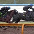 【宝塚記念１週前】クロワデュノールは悪天候でも力強い脚取り　３頭併せで最先着　斉藤崇調教師「気持ちの部分と体の引き締めの部分だけ」