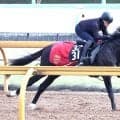 【注目馬動向】５・２億円馬サガルマータは川田将雅騎手と１勝クラスから再出発　福永調教師「２勝クラスを勝てば、菊花賞に使える」