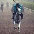 【安田記念】ガイアフォースは７歳の今が旬　杉山晴調教師「より充実した調教を積むことができました」