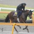 【安田記念】シャンパンカラーは大雨の中を力強く登坂　田中剛調教師「雨が味方になってくれれば」