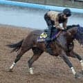 日曜東京競馬場の注目激走馬…東京１１Ｒ安田記念・Ｇ１