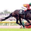 【東京９Ｒ・香港ジョッキークラブＴ】ルメール騎手「重賞レベル」　単勝１・４倍のゴーラッキーが好タイムで逃げ切り！　