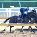 【宝塚記念・松ケ下が見た】気になる仕上がりは？　春グランプリ担当記者として見続けてきたクロワデュノールの状態　