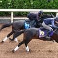 【Ｇ１トク捜リレー】栗東・理貴記者の２つの不安は解消！　秋春グランプリ連覇狙える出来のミュージアムマイル