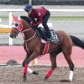 【東京ダービー】リアライズグリントは離れた３番手追走から３着　坂井瑠星騎手「勝った馬が強かった」羽田盃に続き２冠目も逃す